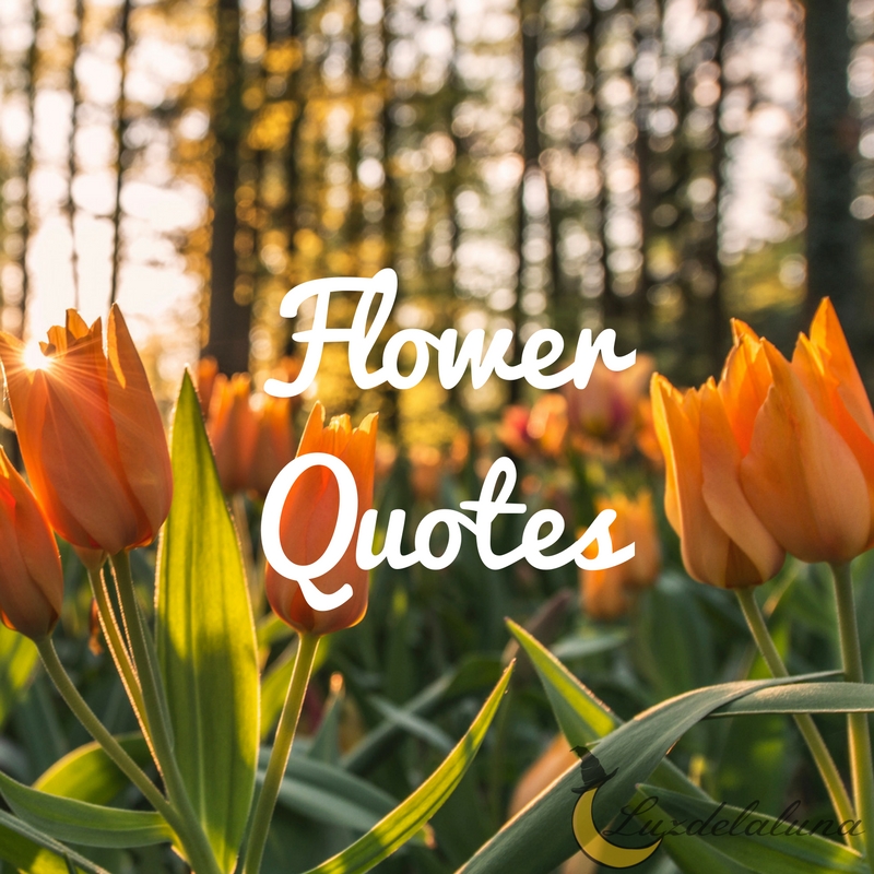 flower quotes luzdelaluna