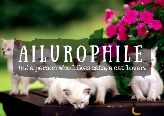 ailurophile