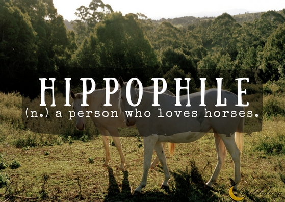 hippophile