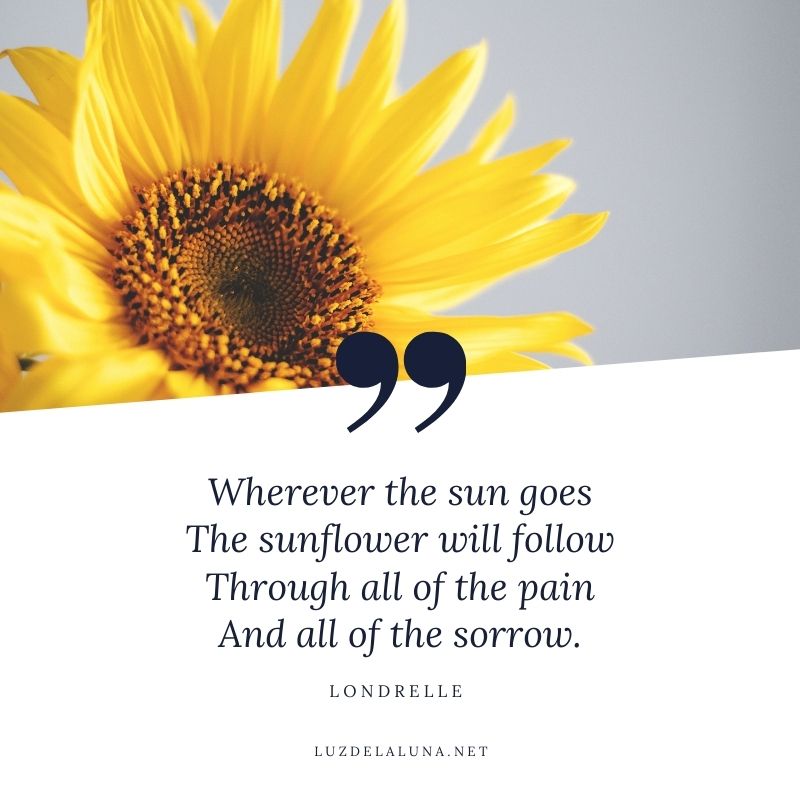 beautiful sunflower quotes
