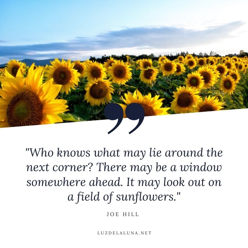 sunflower quotes