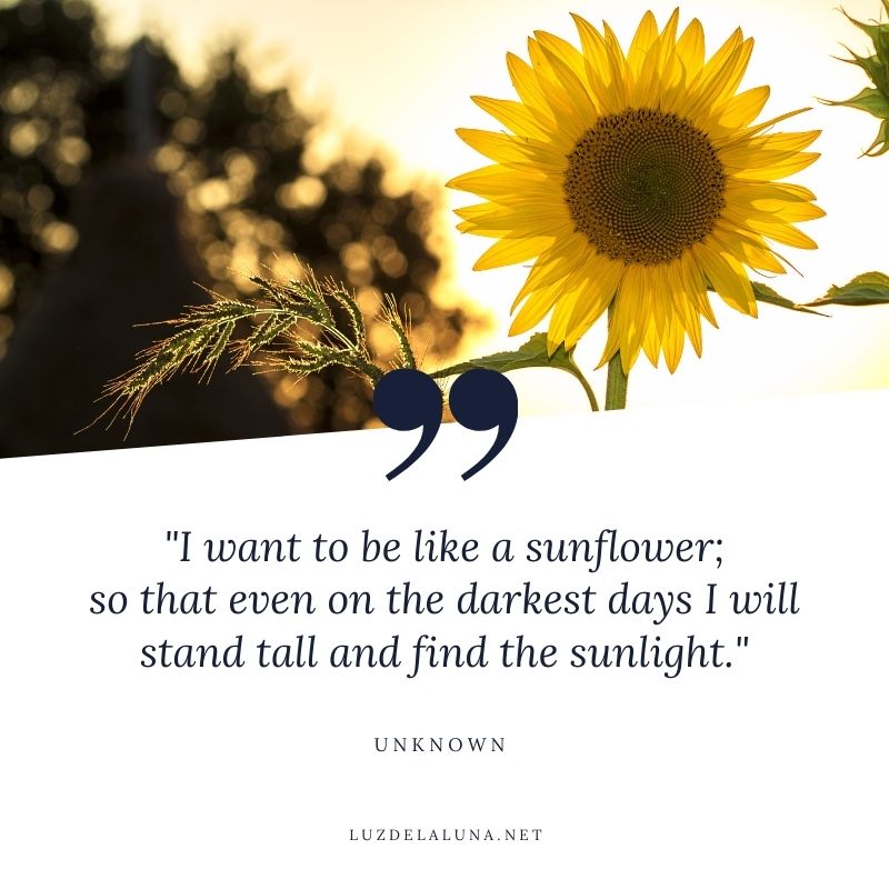 sunflower quotes