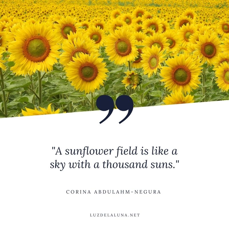 sunflower quotes