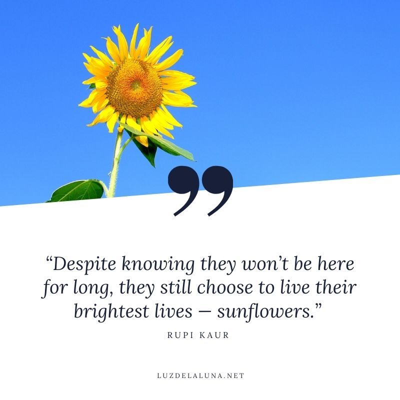 sunflower sayings